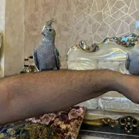 عروس هلندی ماده مست مست|پرنده|اسلامشهر, مطهری|دیوار