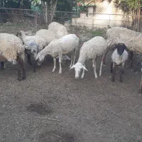 فروش بره نر و مادا سافولک|حیوانات مزرعه|گرگان, |دیوار
