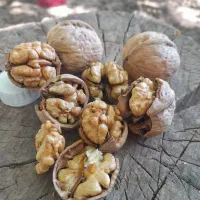 گردو خشک امسالی بصورت سنتی پوستگیری شده|خوردنی و آشامیدنی|دماوند, گیلاوند|دیوار