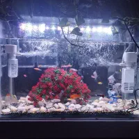 آکواریوم تک