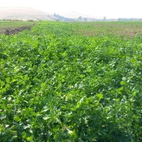 سبزی خورشتی با آب چاه فقط کیلویی ۵۰ هزار