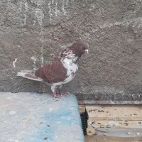 کبوتر سرخ پرشی