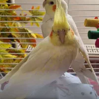 عروس هلندی و مرغ عشق|پرنده|اردبیل, |دیوار