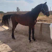 اسب نریون زیبایی