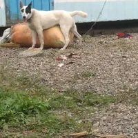 سگ هاستگی زانبی