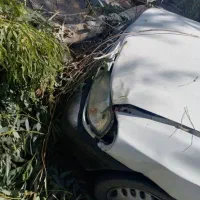 پراد۹۵تمامرنگبخاطرسقوطدرختسمترانندهرنگندا|خودرو سواری و وانت|جیرفت, |دیوار