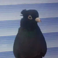 کفتر ماده زاغ آبادانی