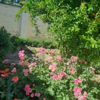 زمین-در-زیبا-کنار-خشک-بیجار-چونچنان-سند-تک