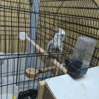 دو عدد عروسی هلندی نر و یک ماده|پرنده|شاهینشهر, حافظ شمالی|دیوار