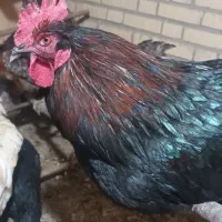 خروس|حیوانات مزرعه|معصومیه, |دیوار