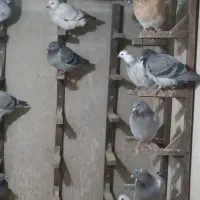 کبوتر جوجه پلاکی|پرنده|مشهد, طبرسی شمالی|دیوار