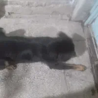 سگ نژاد ژرمن و دورمن