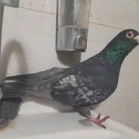 دوتا نر پرشی...