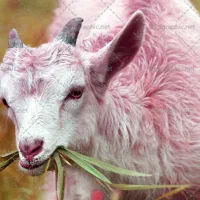 گوسفند زنده محلی مستقیم از دامداری|حیوانات مزرعه|رودهن, |دیوار