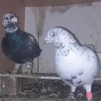 کبوتر مسافت شکار