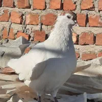 فروشی موقعیت خاش|پرنده|خاش, |دیوار