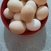 تخم مرغ محلی اصل