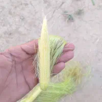 خریدار ذرت