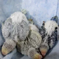 کوتوله مرغ عشق فنچ عروس هلندی