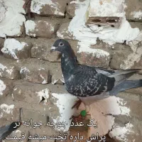 کفتر پلاکی|پرنده|علی‌آباد کتول, |دیوار