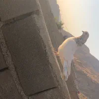 کفتر|پرنده|ایذه, |دیوار