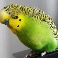 ۲ عدد مرغ عشق زیبا و سرحال