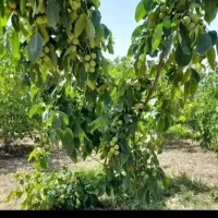 فروش ملک تجاری تازه ساختو مسکونی بعلت مهاجرت