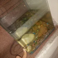 اکواریوم|ماهی|قم, حاج زینل|دیوار