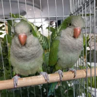 طوطی راهب و گرینچیک|پرنده|زنجان, |دیوار