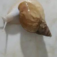 حلزون