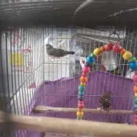 دو عدد فنچ توت فرنگی مولد