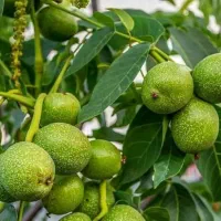 فروش نهال گردو فرنورپیوندی لیبل دار