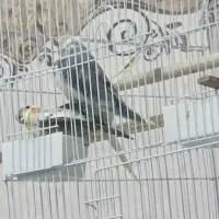 عروس هلندی مولد|پرنده|ایوان, |دیوار