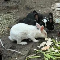 خرگوش|موش و خرگوش|خرمشهر, |دیوار