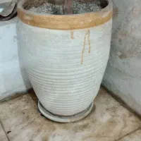 گل فیلگوش هستش