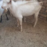 دو عددنر سانن