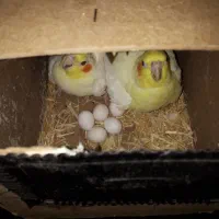 جفت عروس پاریس با۲تا جوجه