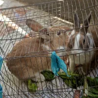 خرگوش|موش و خرگوش|میناب, |دیوار