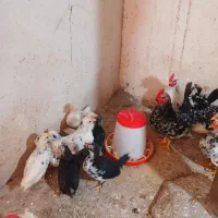 جوجه و مرغ و خروس جاپنیز