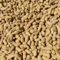 بادام زمینی درجه۱