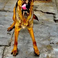 سگ ژرمن