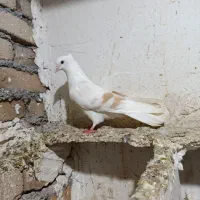 ماده نباتی زرد