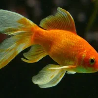 ماهی گلدفیش اکواریومی