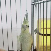 عروس هلندی ماده