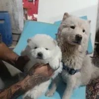 توله چاوچاو|سگ|احمدآبادمستوفی, |دیوار