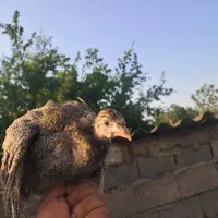 فروش همه روزه بوقلمون شاخدار گلپایگان غاز 1 ماهه