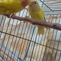طوطی|پرنده|فاضل آباد, |دیوار