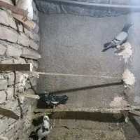 کفتر پرشی|پرنده|نیشابور, ریوند|دیوار