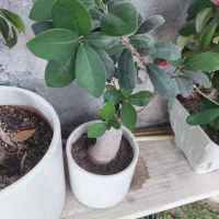 گل و گیاه