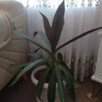 فروش گل|گل و گیاه طبیعی|چناران, |دیوار